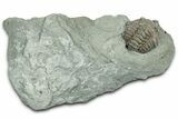 Partially Enrolled Flexicalymene Trilobite - Indiana #325796-1